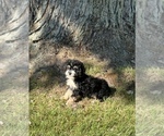 Small #1 Cockapoo