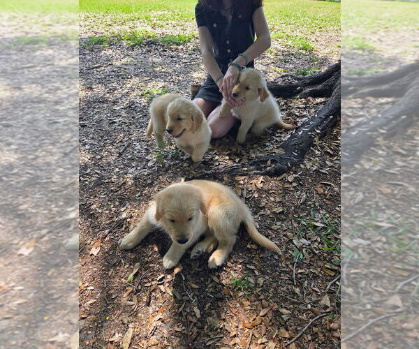 Medium Photo #4 Golden Retriever Puppy For Sale in PLANT CITY, FL, USA