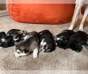German Shepherd Dog-Siberian Husky Mix Puppy for Sale in EAST ALTON, Illinois USA