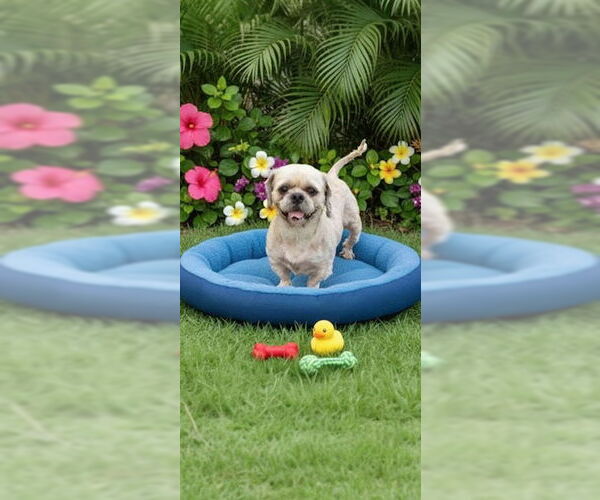 Medium Photo #3 Shih Tzu Puppy For Sale in Weston, FL, USA