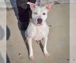 Small #3 American Bulldog-American Staffordshire Terrier Mix