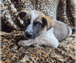 Carly - Female Texas Heeler-Unknown Mix Dog for Adoption - Photo #3