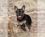 Small Photo #5 French Bulldog Puppy For Sale in BOLIVAR, MO, USA