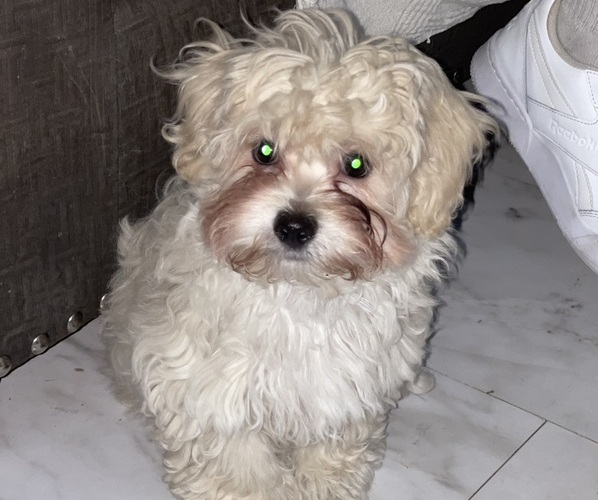 Medium Photo #22 Maltipoo (Miniature) Puppy For Sale in PALMDALE, CA, USA
