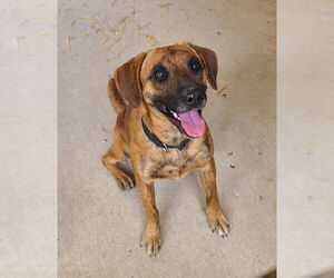 Boxer-Mountain Cur Mix Dogs for adoption in Woodsfield, OH, USA
