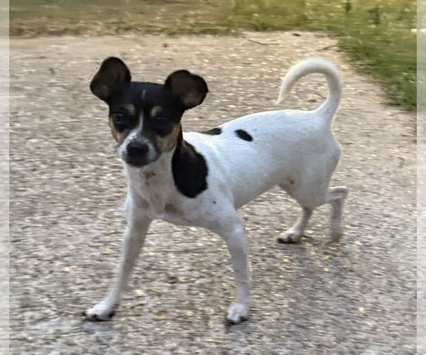 Medium Photo #3 Rat Terrier-Unknown Mix Puppy For Sale in Oakhurst, NJ, USA