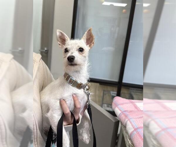 Medium Photo #2 Chihuahua-Unknown Mix Puppy For Sale in Pasadena, TX, USA