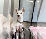 Small #1 Chihuahua Mix