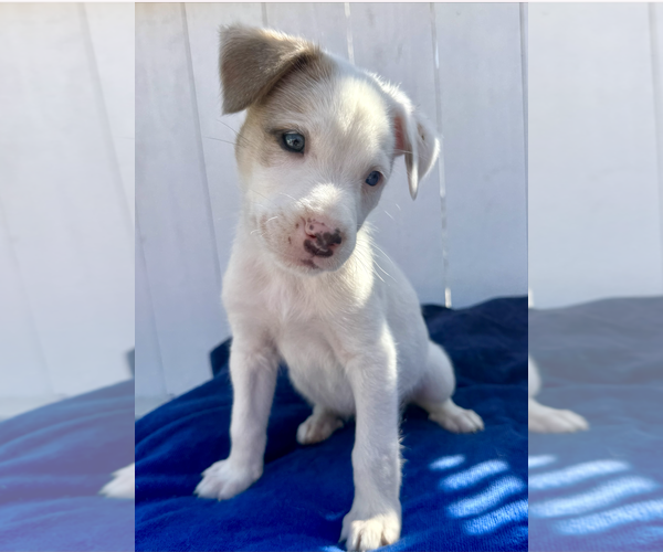 Medium Photo #1 American Pit Bull Terrier-Australian Shepherd Mix Puppy For Sale in Newport Beach, CA, USA
