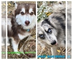 Small Photo #1 Pomsky Puppy For Sale in MERIDEN, MN, USA