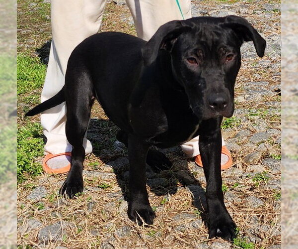 Medium Photo #6 Bulldog-Labrador Retriever Mix Puppy For Sale in Wetumpka, AL, USA
