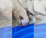Small #6 Labrador Retriever