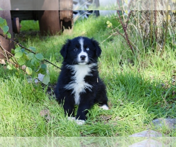 Medium Photo #15 Australian Shepherd Puppy For Sale in ACTON, CA, USA