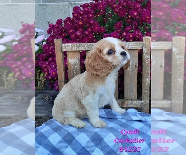 Medium Photo #1 Cockalier Puppy For Sale in SHIPSHEWANA, IN, USA