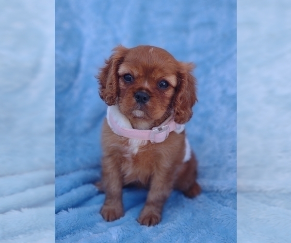 Medium Photo #5 Cavalier King Charles Spaniel Puppy For Sale in ELIZABETHTON, TN, USA