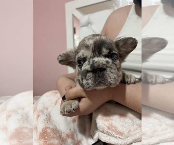 Medium Photo #7 French Bulldog Puppy For Sale in SAN DIEGO, CA, USA