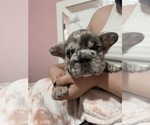 Small #6 French Bulldog