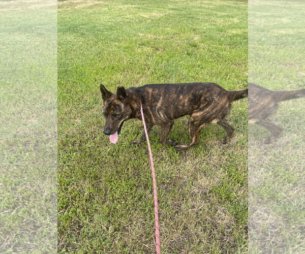 Medium Photo #5 Mutt Puppy For Sale in Pryor, OK, USA