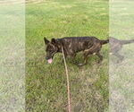 Small #4 Mutt
