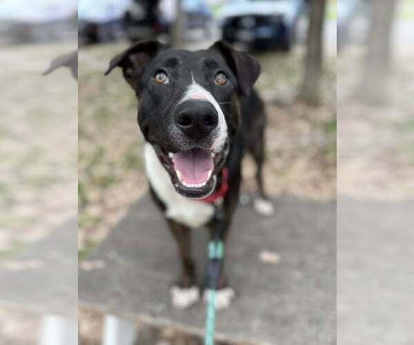 Medium Photo #8 Mutt Puppy For Sale in Elmsford, NY, USA