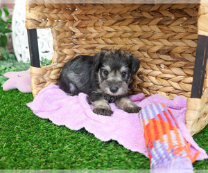 Schnauzer (Miniature) Puppy for sale in SYRACUSE, IN, USA