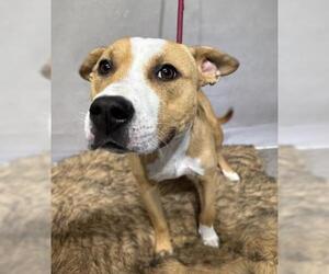 Mutt Dogs for adoption in Bakersfield, CA, USA