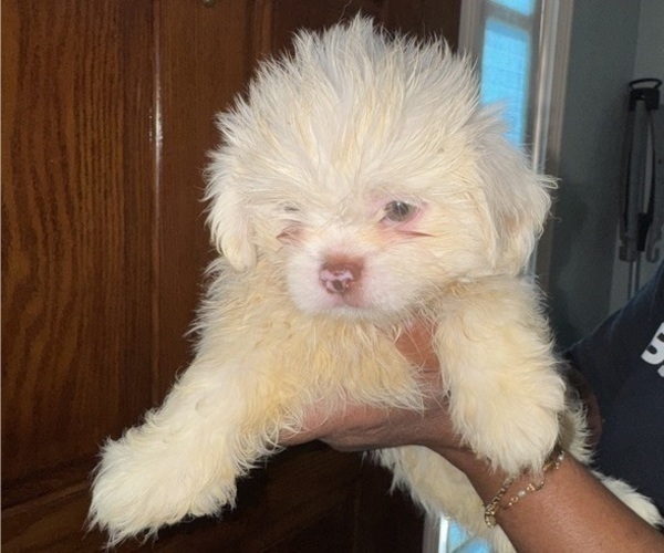 Medium Photo #2 Shih Tzu Puppy For Sale in SNELLVILLE, GA, USA