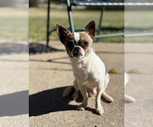 Chihuahua Puppy for Sale in WOODSTOCK, Illinois USA