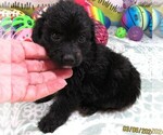 Small Chihuahua-Poodle (Toy) Mix