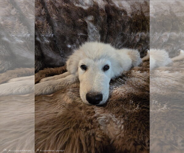 Medium Photo #3 Great Pyrenees Puppy For Sale in Spring, TX, USA