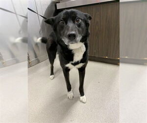 Siberian Husky-Unknown Mix Dogs for adoption in Fairbanks, AK, USA