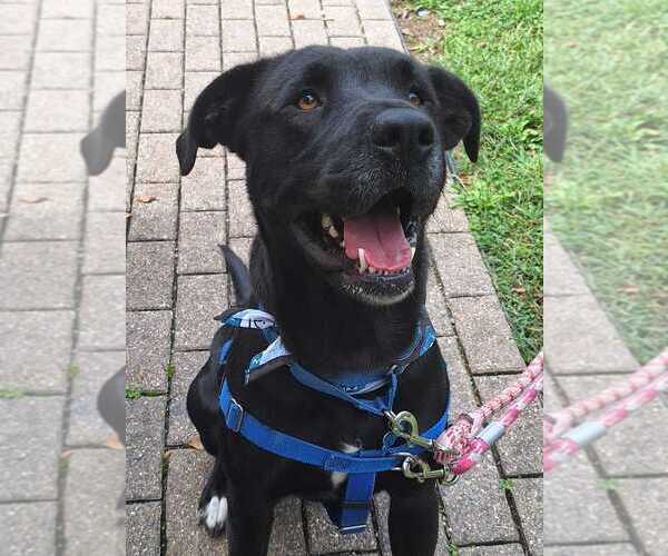 Medium Photo #32 Labrador Retriever-Unknown Mix Puppy For Sale in Silver Spring, MD, USA