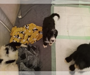Medium Sheepadoodle