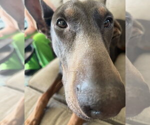 Doberman Pinscher Dogs for adoption in Buffalo, MN, USA