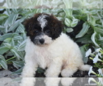 Small #4 Bichpoo