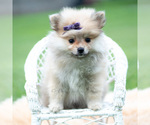 Small Photo #92 Pomeranian Puppy For Sale in WARSAW, IN, USA