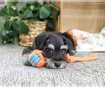 Jonah - Male Schnauzer (Miniature) Puppy for Sale - Photo #10