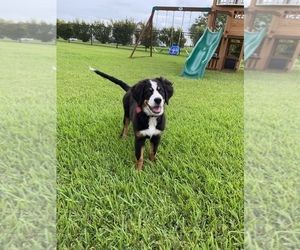 Bernese Mountain Dog Puppy for sale in RICHMOND, TX, USA