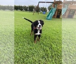 Small Photo #1 Bernese Mountain Dog Puppy For Sale in RICHMOND, TX, USA