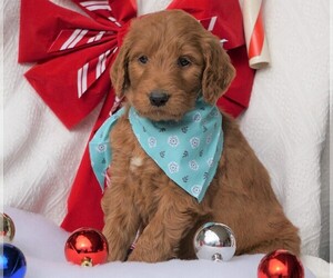 Goldendoodle-Poodle (Standard) Mix Puppy for sale in FREDERICKSBG, OH, USA