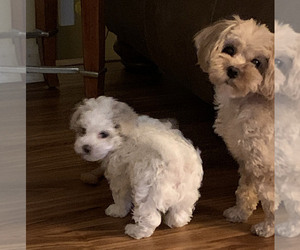 Maltipoo Puppy for sale in FLUSHING, MI, USA