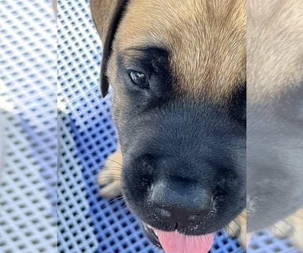 Medium Photo #7 American Mastiff Puppy For Sale in ALEXANDRIA, VA, USA