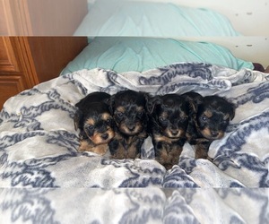 YorkiePoo Puppy for sale in DORCHESTER, MA, USA
