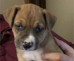 Small Photo #9 Australian Shepherd-Boxer Mix Puppy For Sale in LOUISVILLE, KY, USA