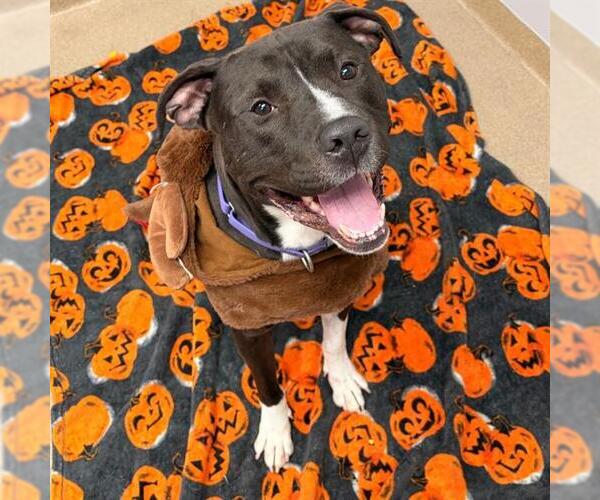 Medium Photo #1 American Pit Bull Terrier Puppy For Sale in Aurora, CO, USA