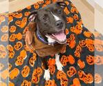 DUKE - Male American Pit Bull Terrier Dog for Adoption - Small photo