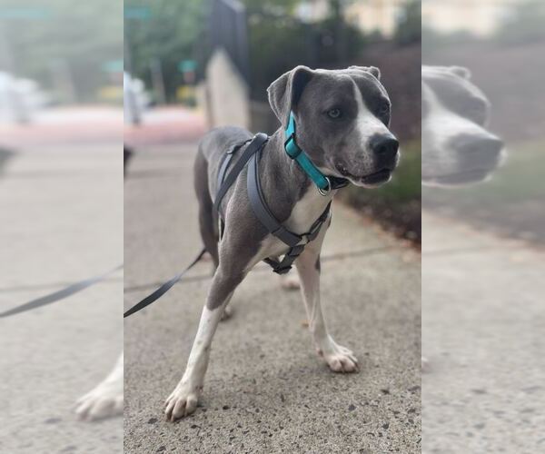 Medium Photo #2 Labrador Retriever-Unknown Mix Puppy For Sale in Greenbelt, MD, USA