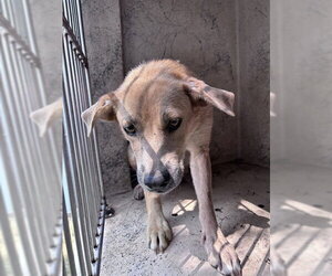 Black Mouth Cur-Labrador Retriever Mix Dogs for adoption in Oklahoma City, OK, USA