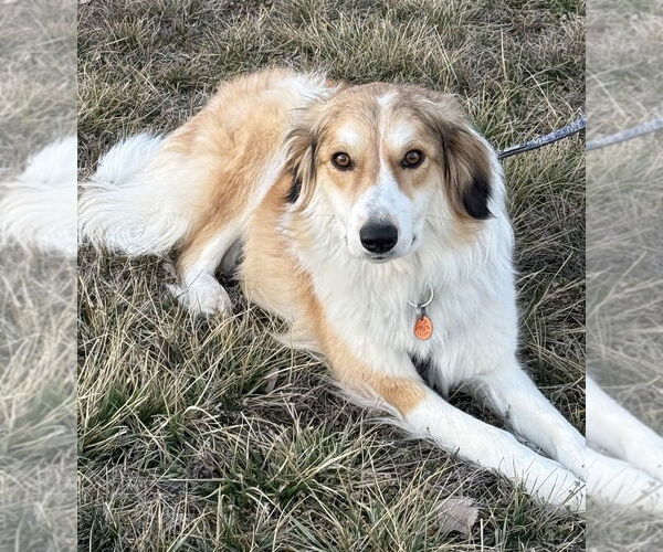 Medium Photo #3 Collie-Unknown Mix Puppy For Sale in Bolivar, MO, USA