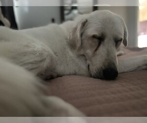Elsa - Female Great Pyrenees Dog for Adoption - Photo #7